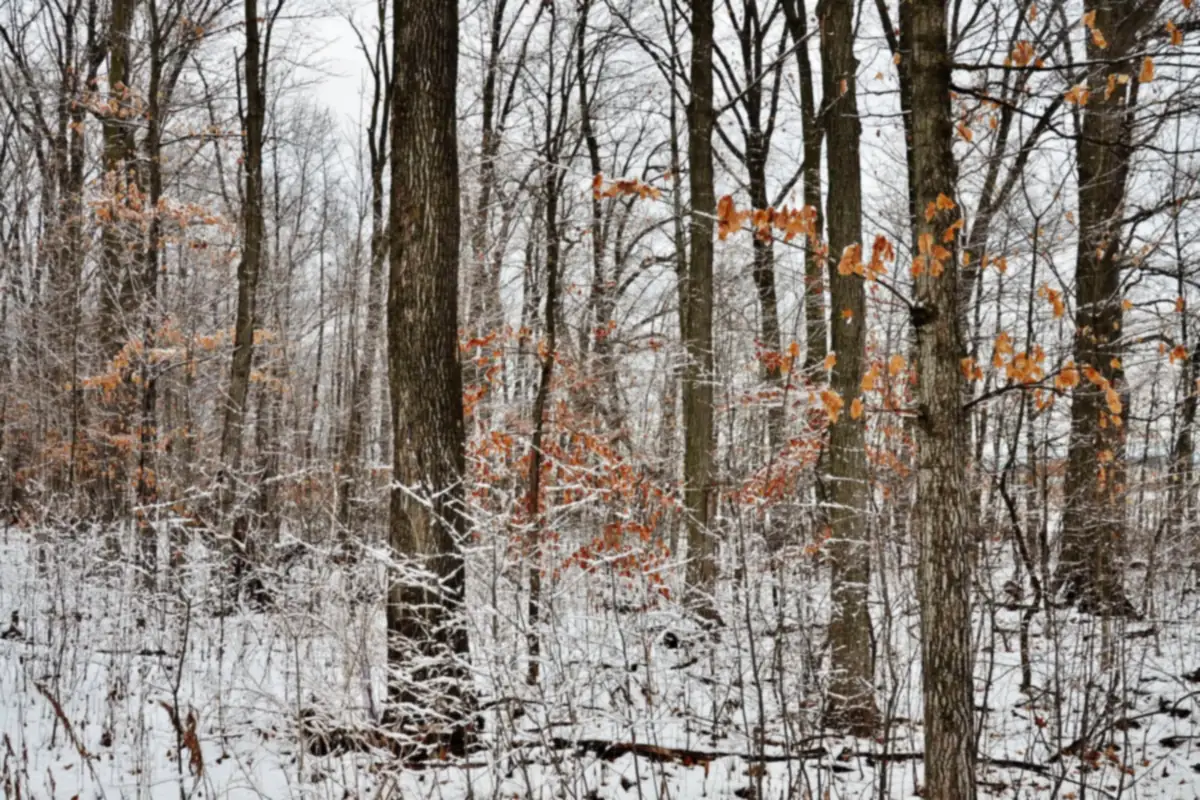 Snowy deciduous woodland in Schneider Woods, Ashwaubenon, WI