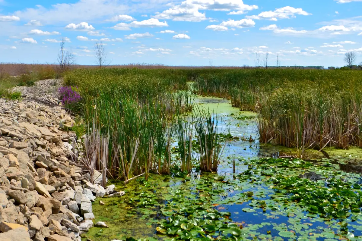 Marsh and shoreline at the Sensiba wildlife area on the bay in Suamico, WI